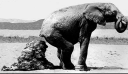 elephant dung