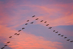 bird formation