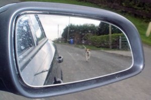 dog-chasing-car